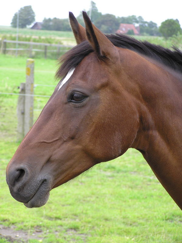 Profil Foto & Bild | tiere, haustiere, pferde, esel, maultiere Bilder