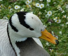 Profil au bec jaune