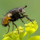 Profil auf Blütenpodest