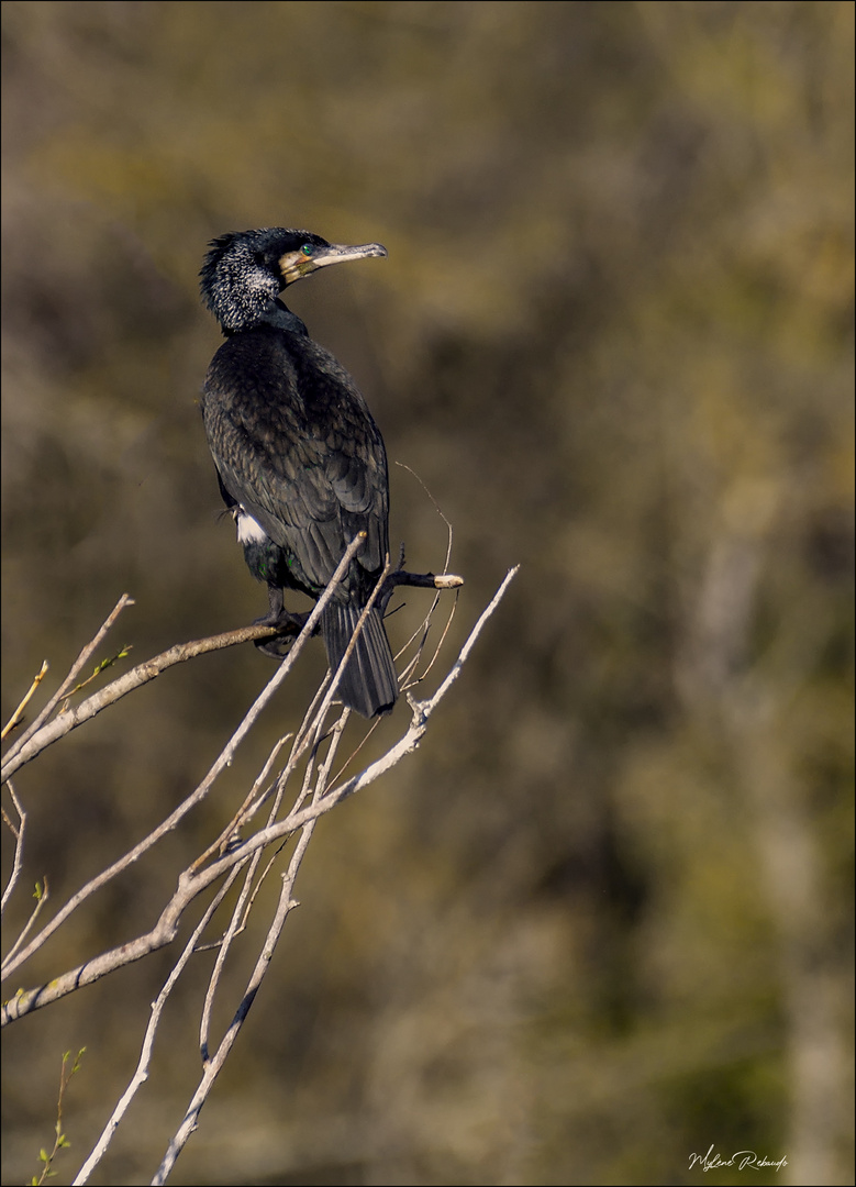 profil cormoran