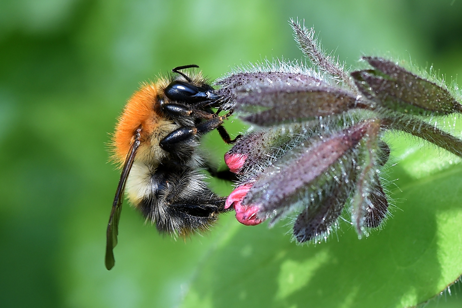 Profil der Ackerhummel