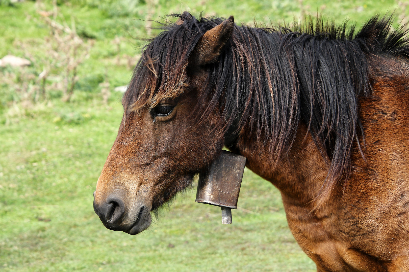 profil du pottok ( cheval Basque )