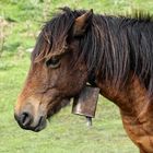 profil du pottok ( cheval Basque )