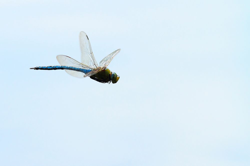 profil d'une bleue 