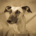 Profil einer wunderschönen und lieben Galgos Hündin