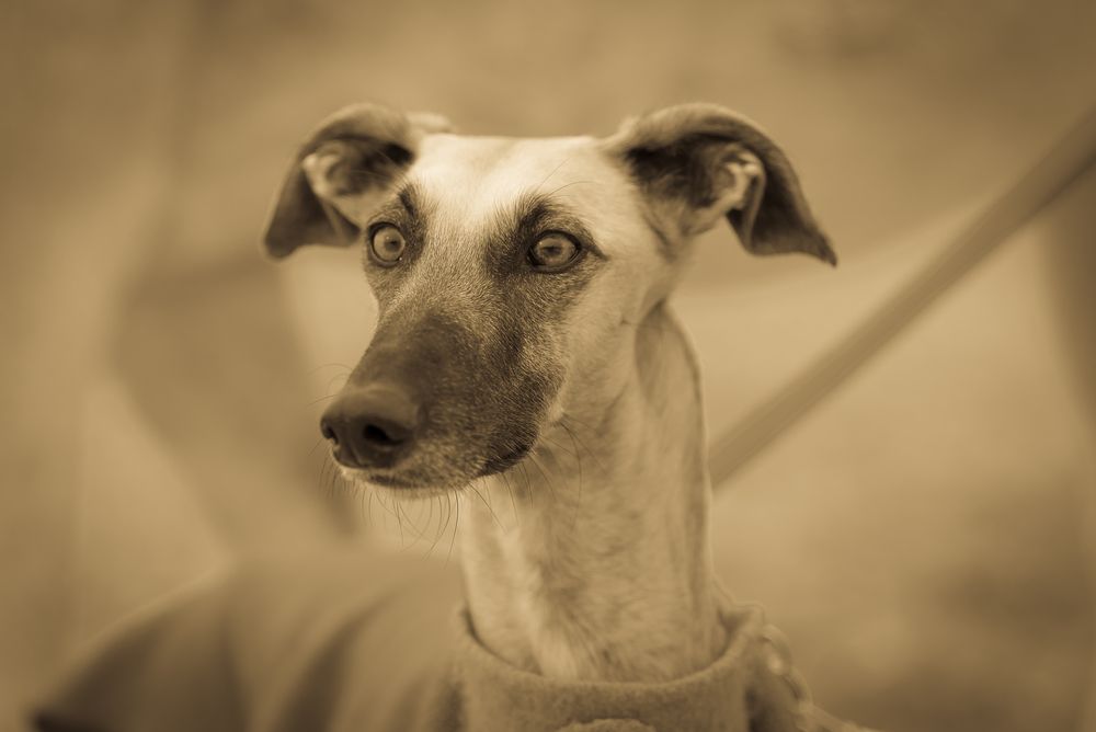 Profil einer wunderschönen und lieben Galgos Hündin