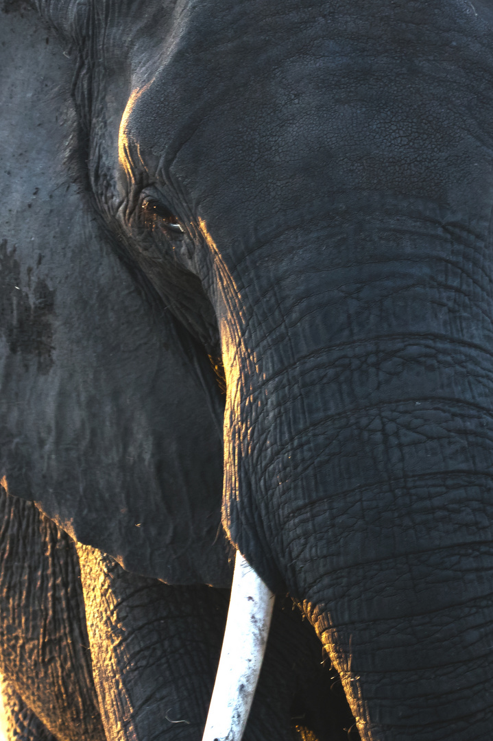 Profil eines Elefantenbullen