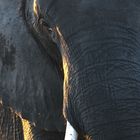 Profil eines Elefantenbullen