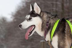 Profil eines Husky 2