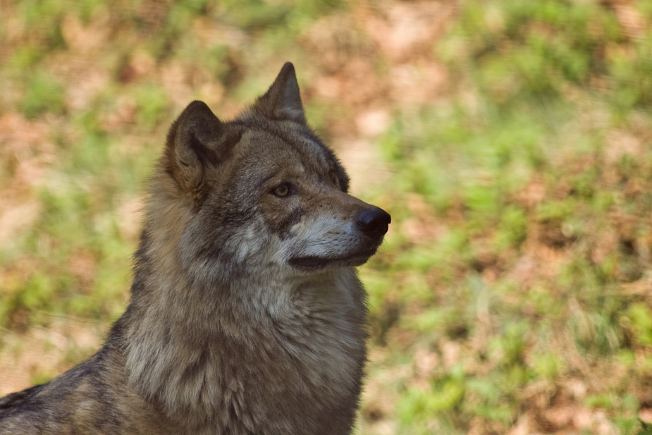 Profil eines zufriedenen Wolfes