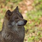 Profil eines zufriedenen Wolfes