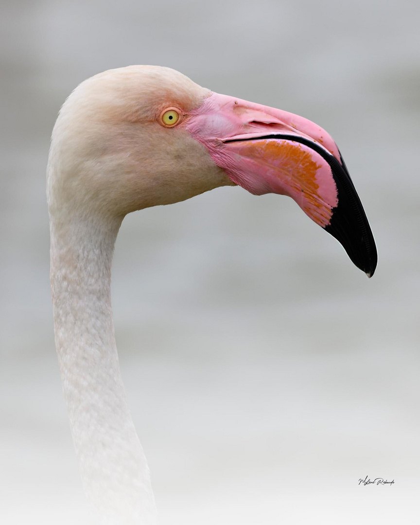 Profil Flamant rose 