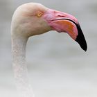 Profil Flamant rose 