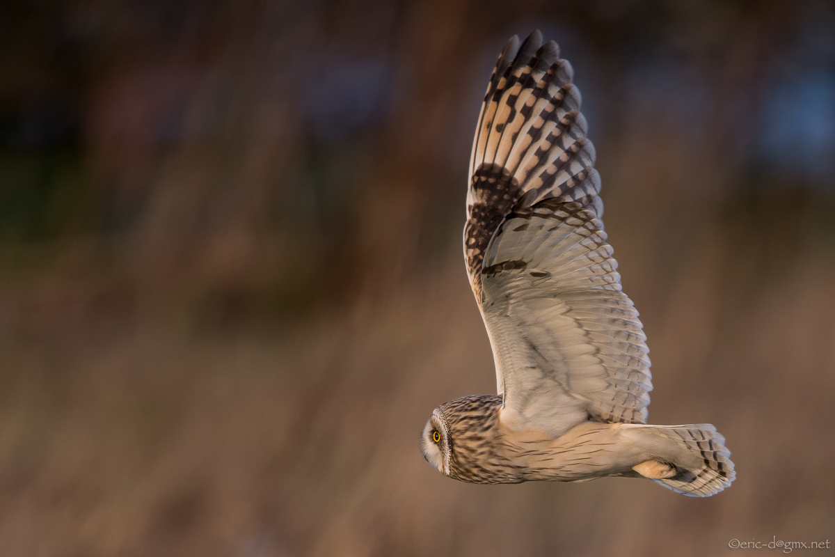 Profil-Flugbild der Sumpfohreule