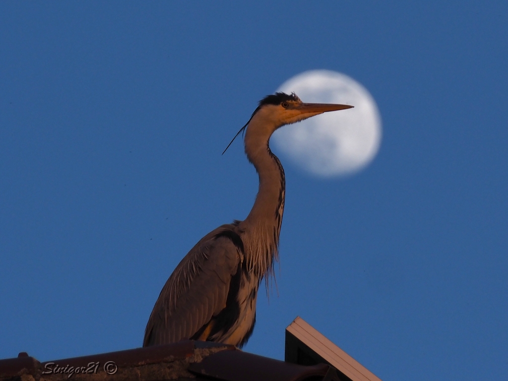 Profil mit voller Mond