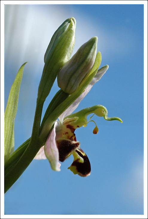 profil Ophrys