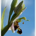 profil Ophrys