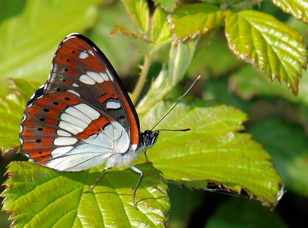 profil papillion