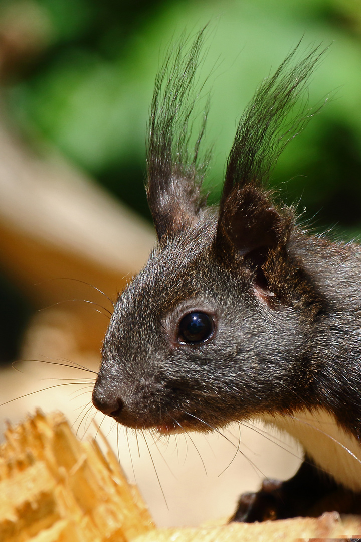  PROFIL - PORTRÄT "EICHHÖRNCHEN"