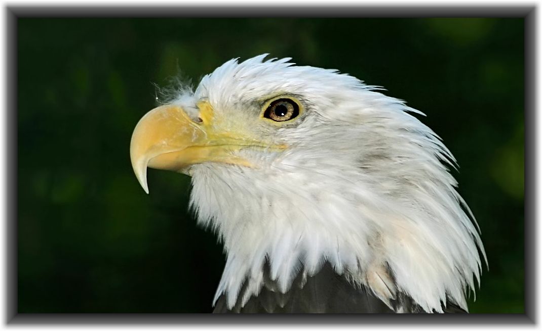 "Profil - Porträt - WEIßKOPFSEEADLER"