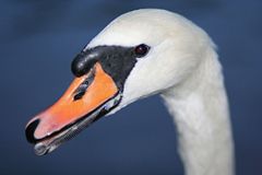 Profil von einem Schwan