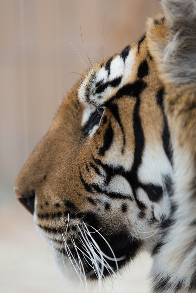 Profil von "Tiger" einem Sibirischen Tiger im Raubtier- und Exotenasyl e.V. in Ansbach