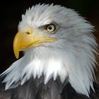 Profil Weißkopfseeadler