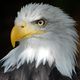 Profil Weikopfseeadler