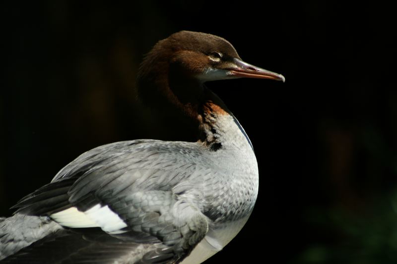 profile