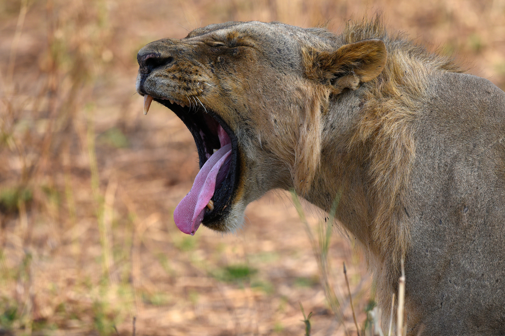 Profile of a bored and yawning lion
