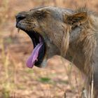 Profile of a bored and yawning lion