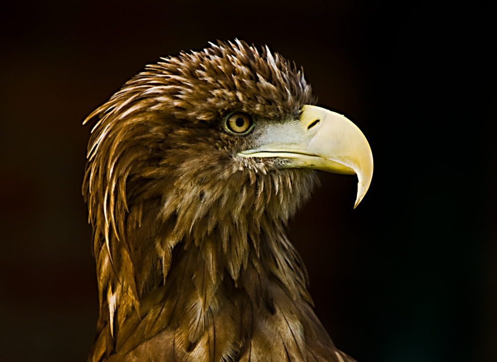 Profile of a Eagle