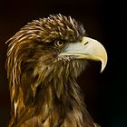 Profile of a Eagle