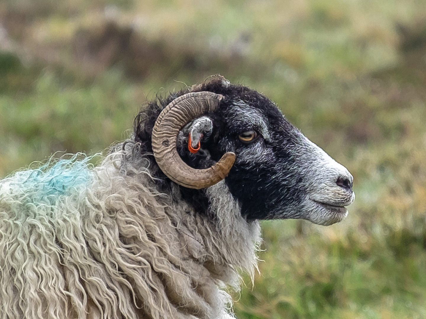 "Profile of a Sheep"