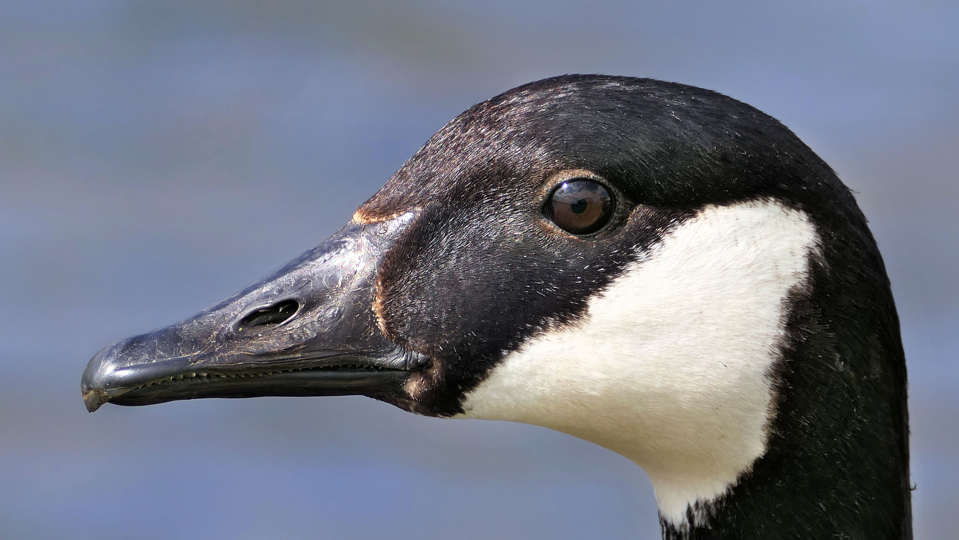 ...  profile portrait of a Canadian goose