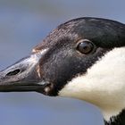 ...  profile portrait of a Canadian goose