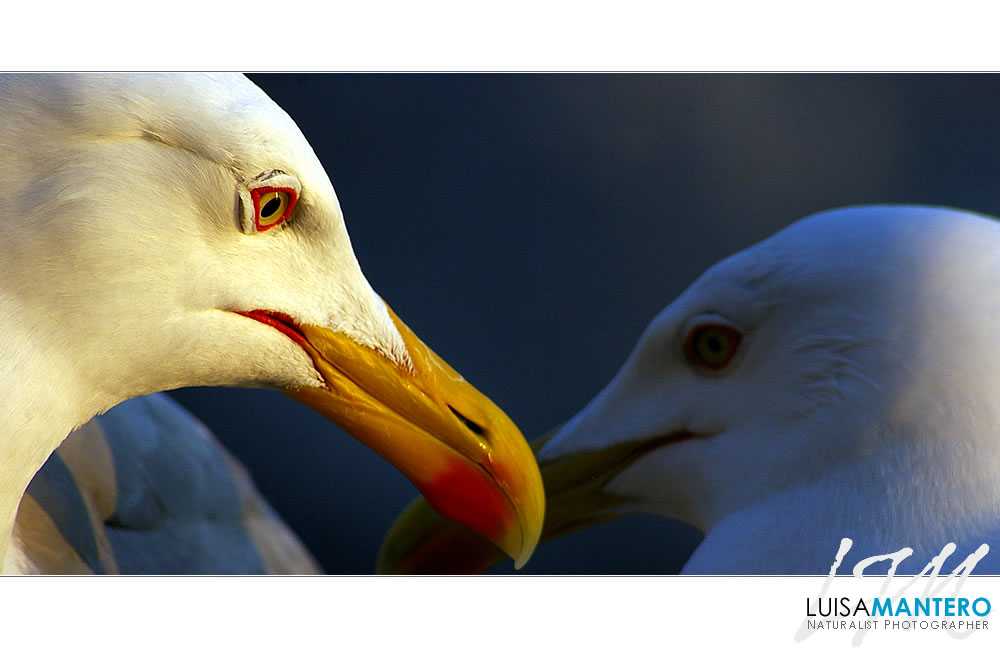 Profiles