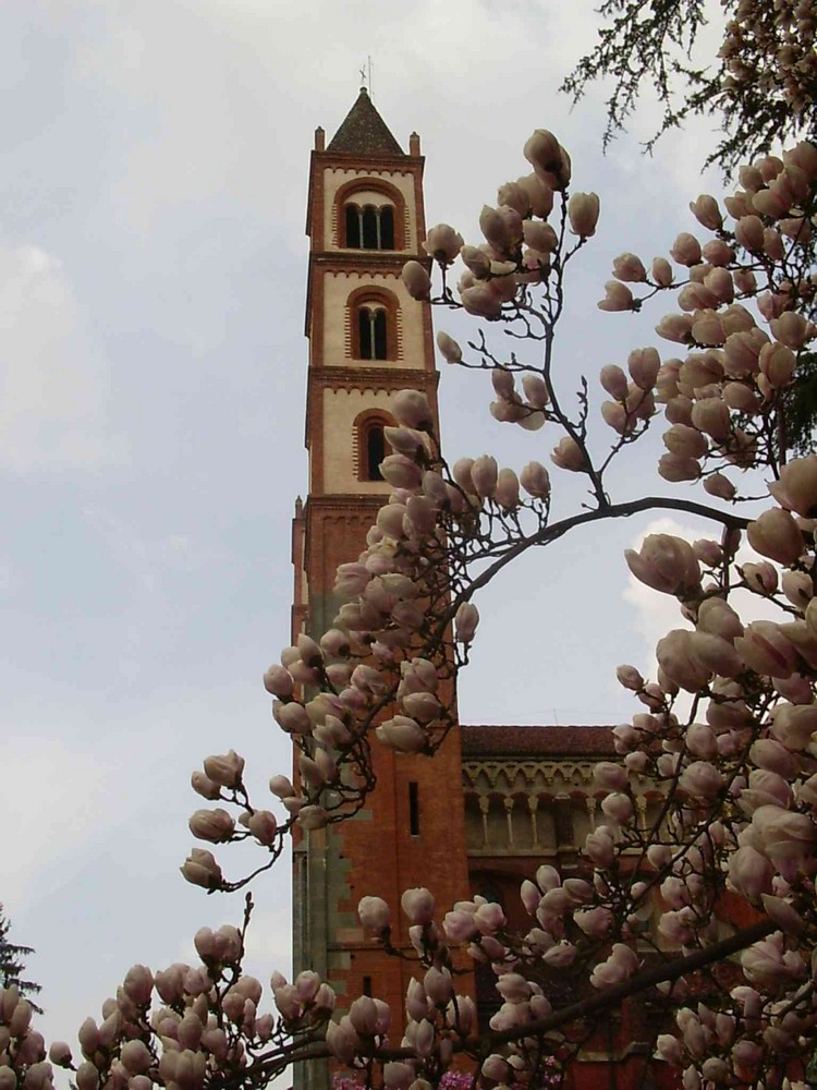 Profilo della Basilica di S.Andrea con magnolia