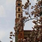 Profilo della Basilica di S.Andrea con magnolia