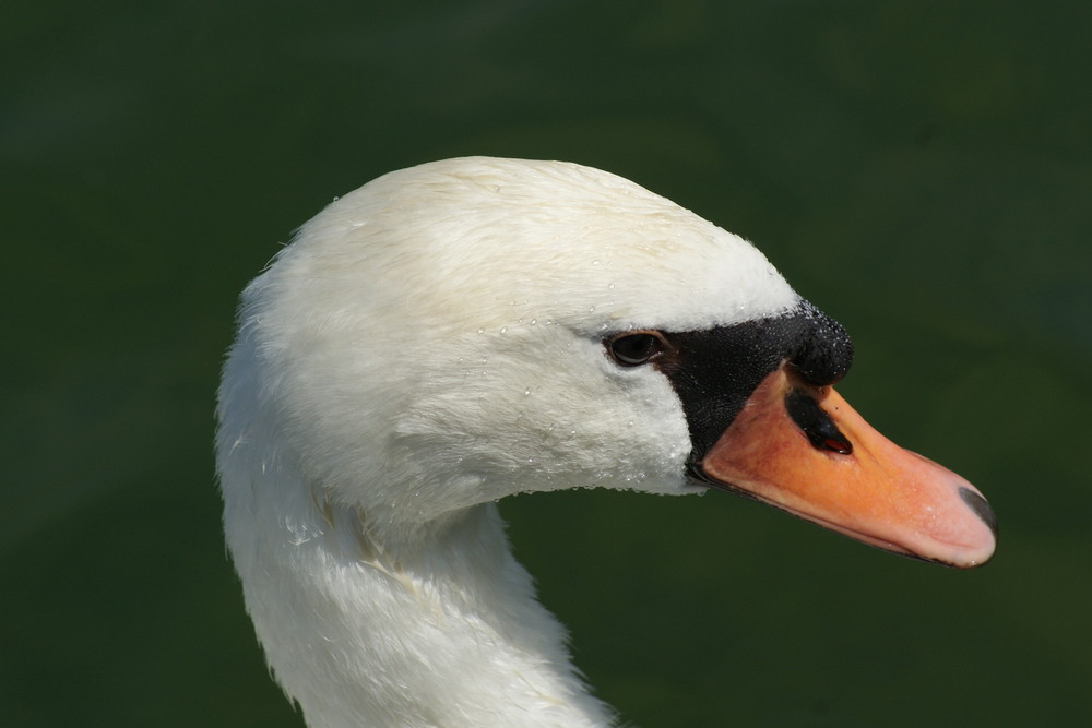 Profilo di Cigno