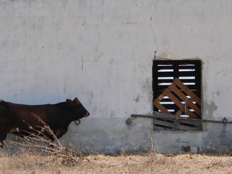 profilo di mucca