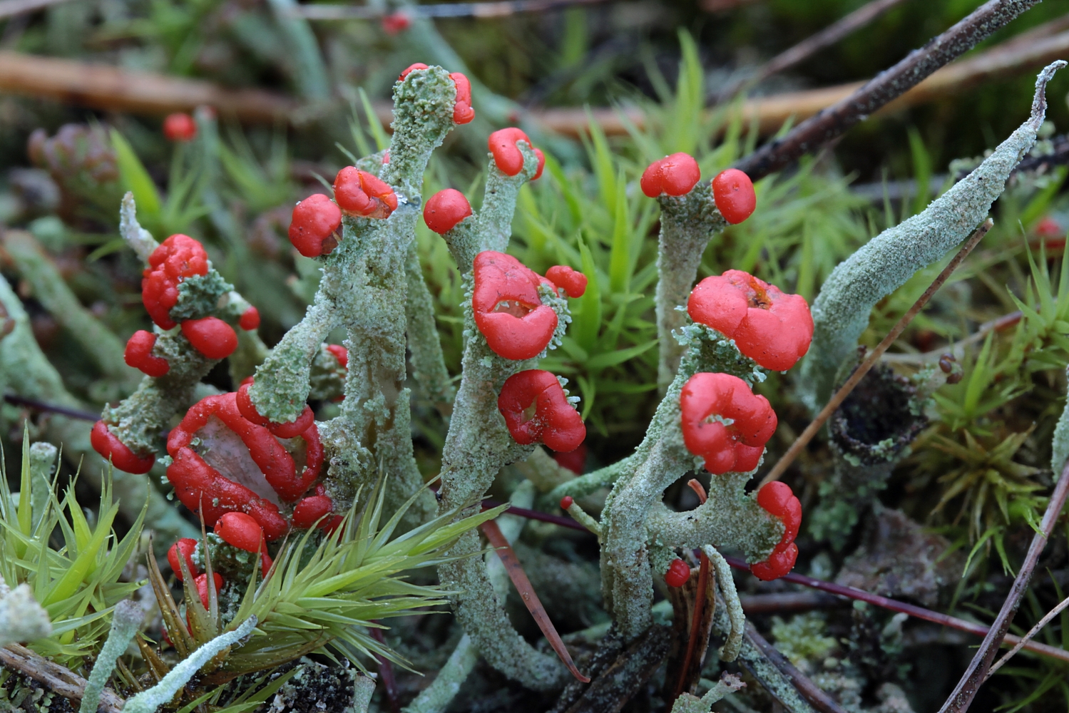 Profiteur nasskalter Witterung: Rotfrüchtige Säulenflechte (Cladonia macilenta)