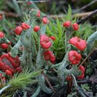 Profiteur nasskalter Witterung: Rotfrüchtige Säulenflechte (Cladonia macilenta)