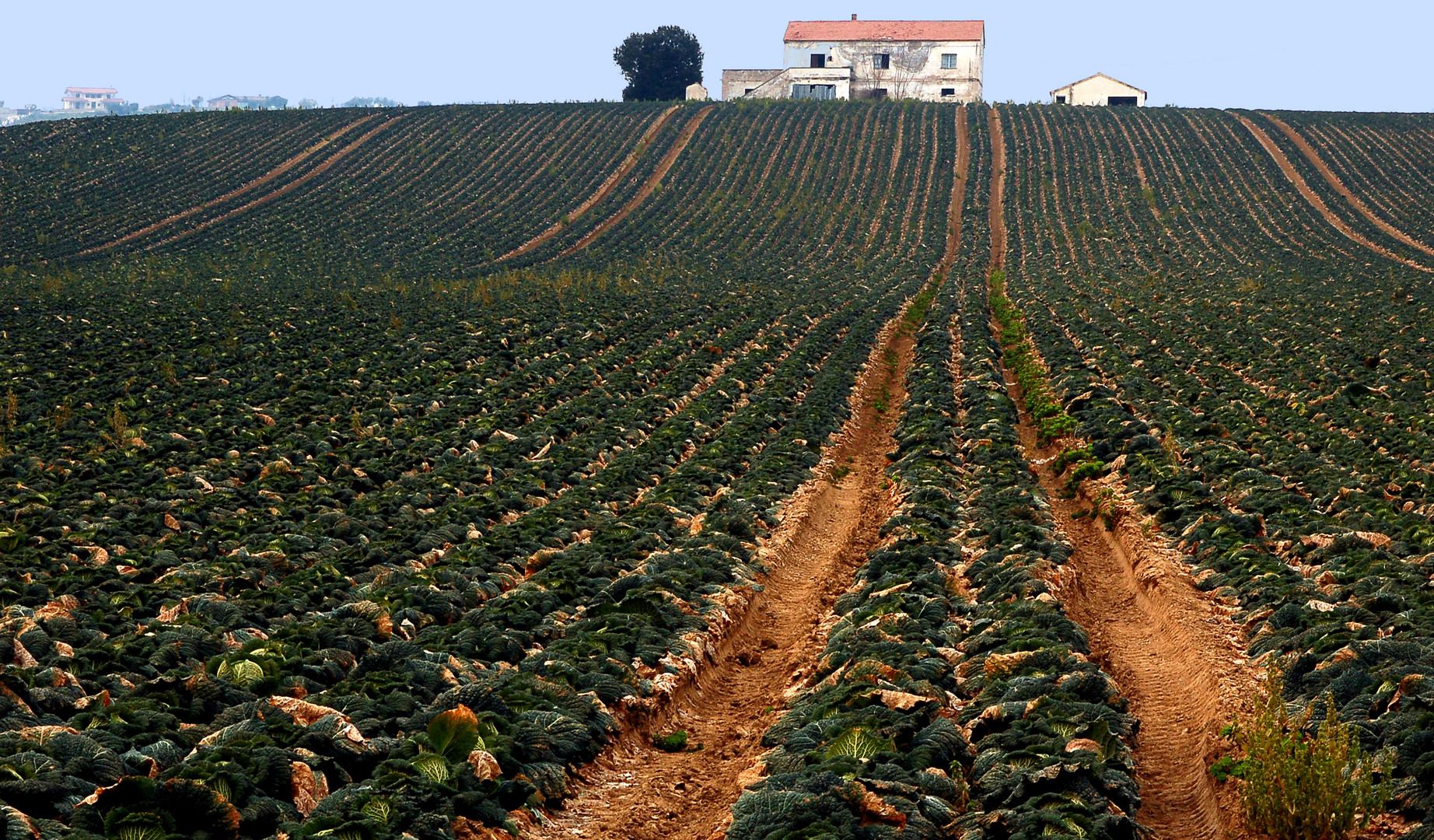 Profondita' di....campo !!