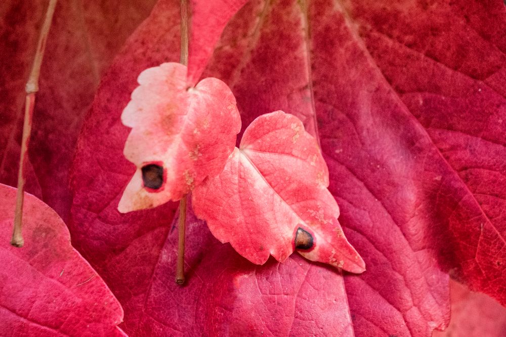 Profondo rosso