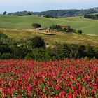 profumi e colori della campagna pisana