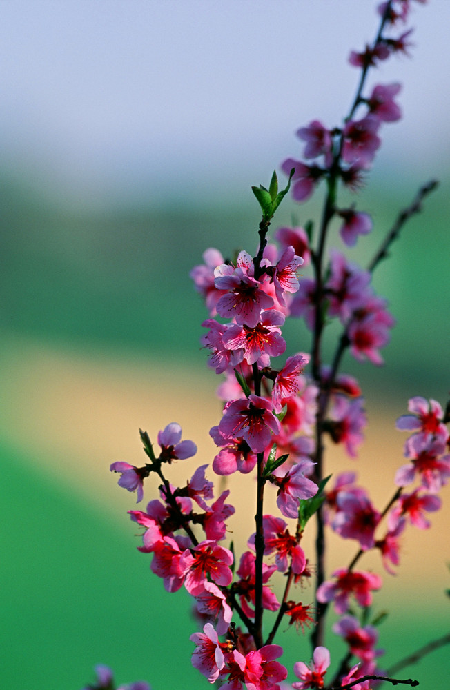 Profumi e colori di primavera................