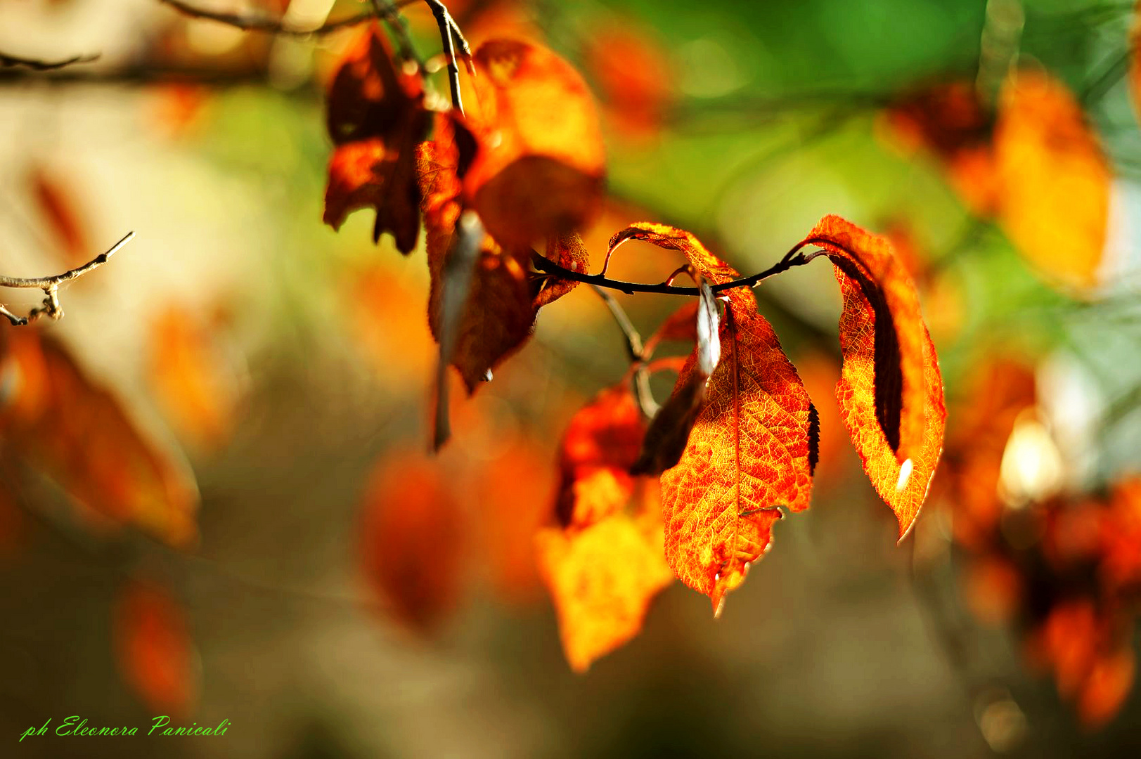 Profumo di autunno