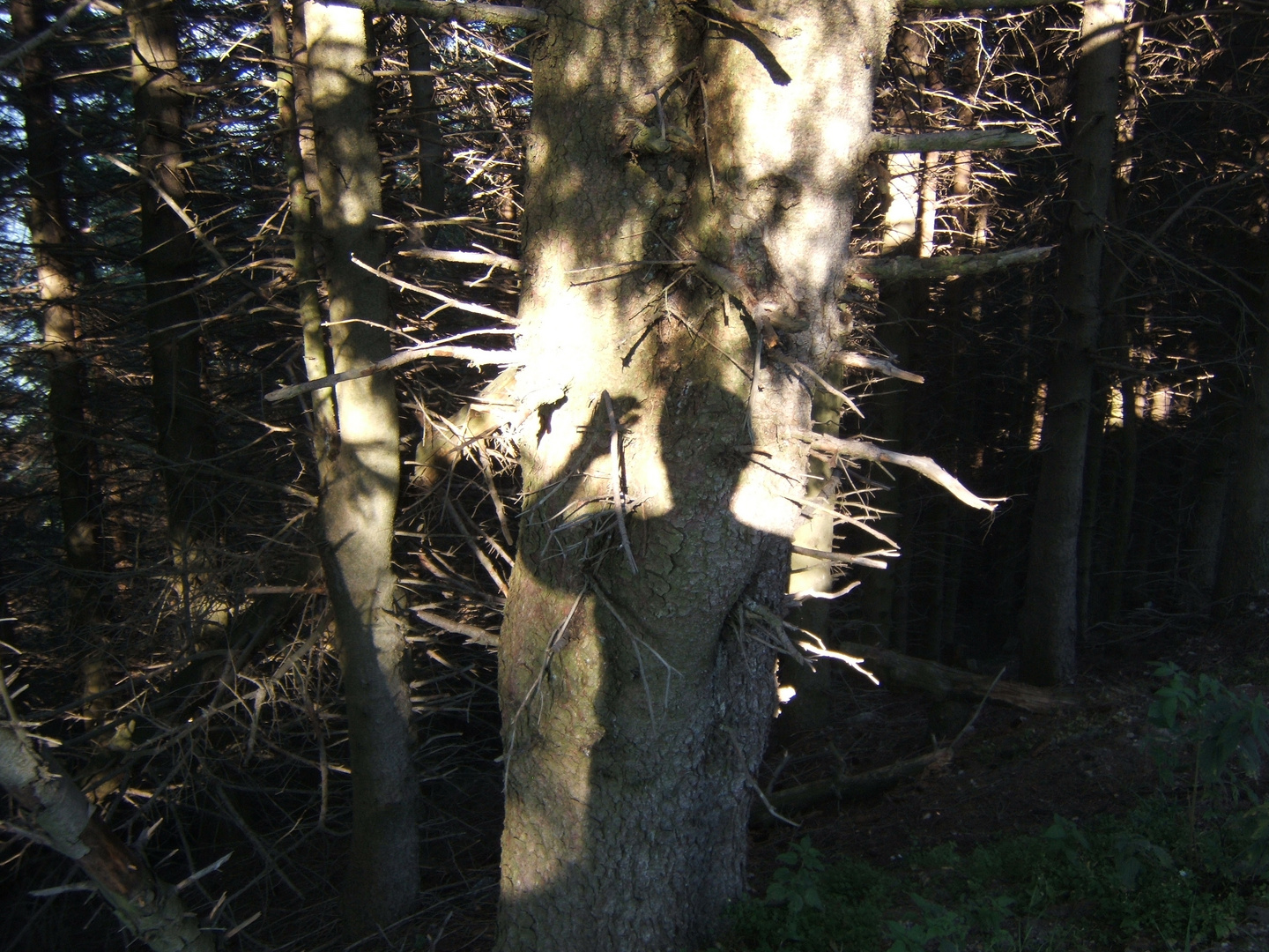 profumo di bosco