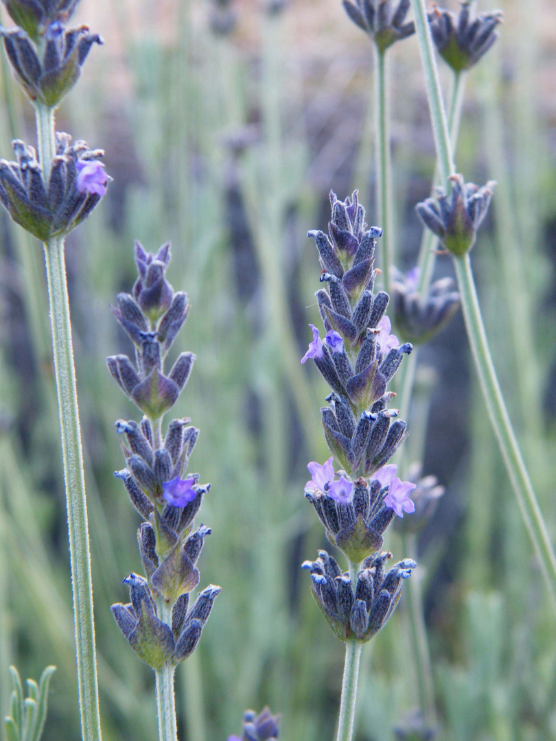 Profumo di lavanda